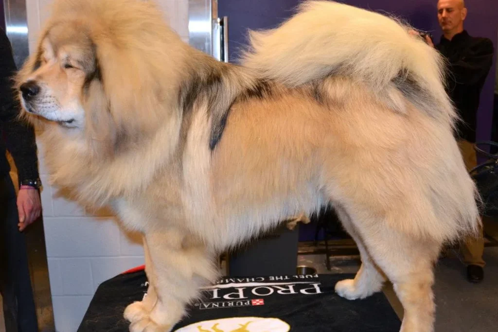 TIBETAN MASTIFF