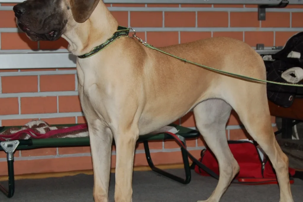 GREAT DANE