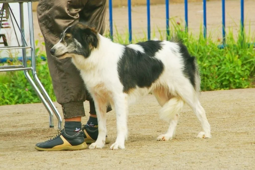 AÏDI (CHIEN DE MONTAGNE DE L’ATLAS)  (ATLAS MOUNTAIN DOG (AIDI))