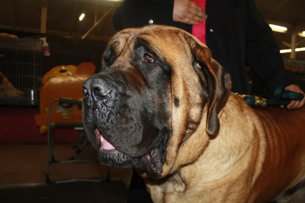 MASTIFF