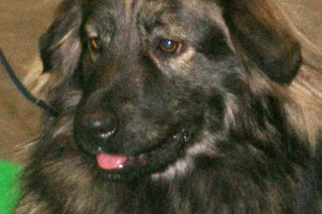 KARST SHEPHERD DOG