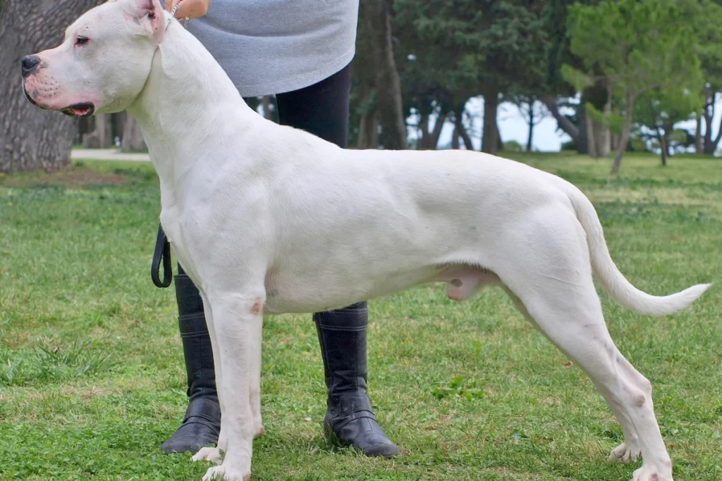 DOGO ARGENTINO