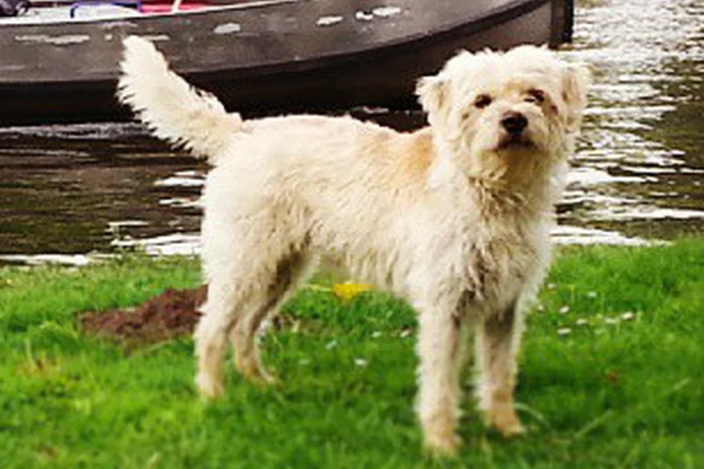 DUTCH SMOUSHOND