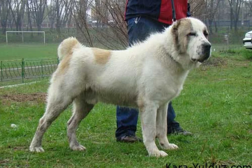CENTRAL ASIA SHEPHERD DOG