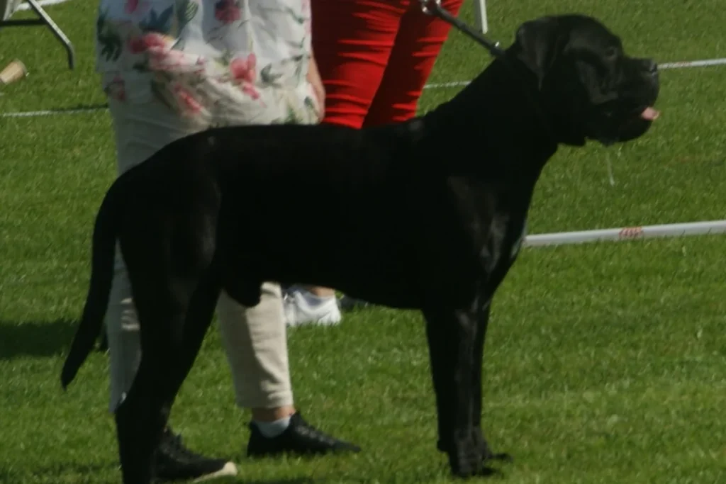 ITALIAN CANE CORSO