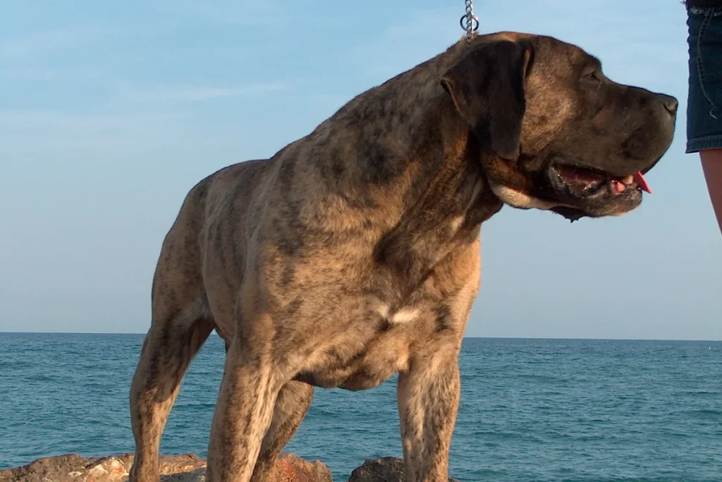 PRESA CANARIO
