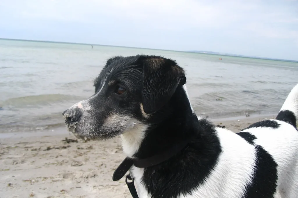 DANISH-SWEDISH FARMDOG