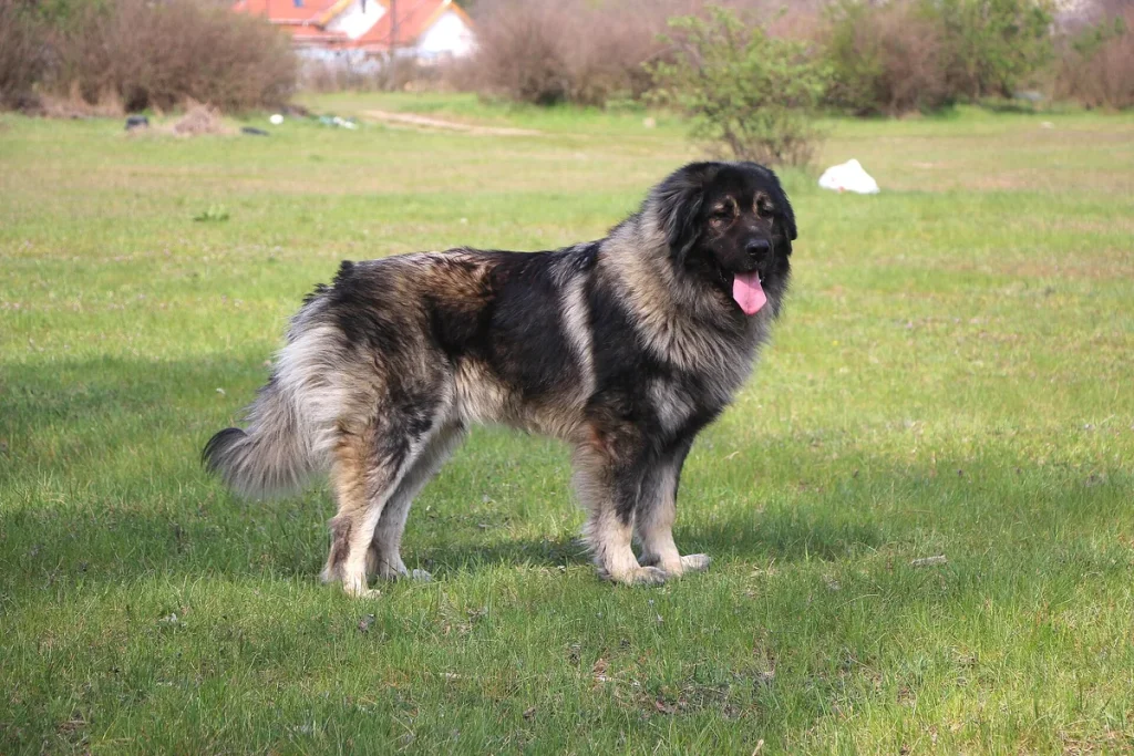 YUGOSLAVIAN SHEPHERD DOG – SHARPLANINA