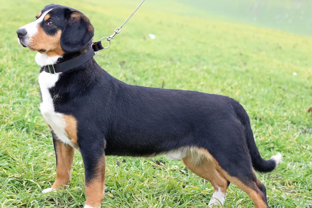 ENTLEBUCH CATTLE DOG