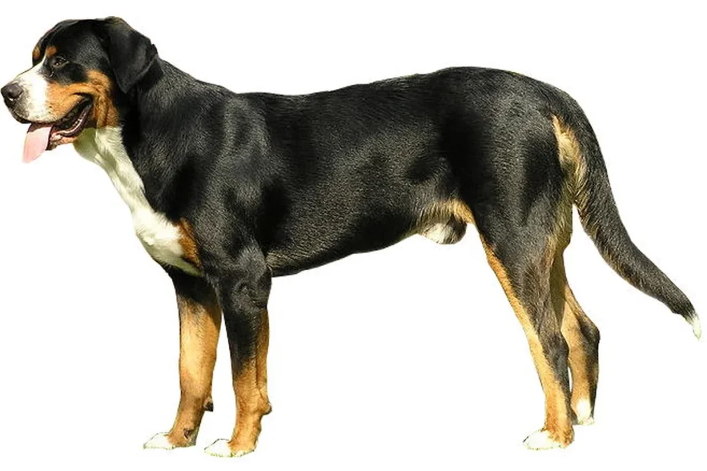 GREAT SWISS MOUNTAIN DOG