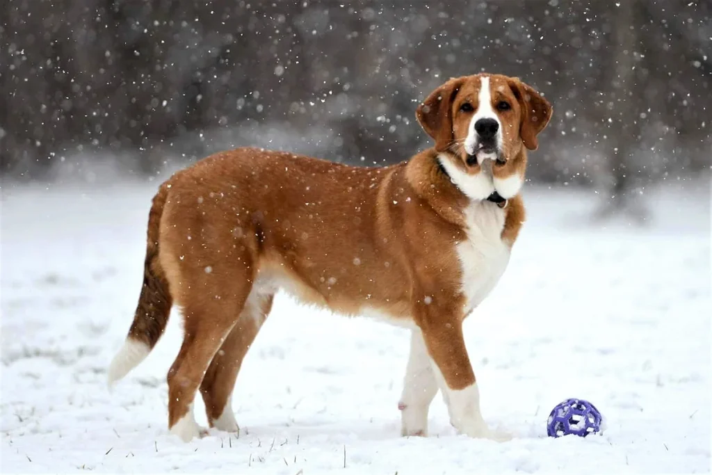 ST. BERNARD