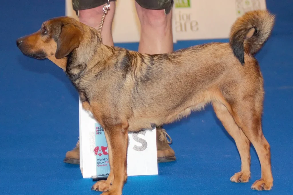 AUSTRIAN PINSCHER