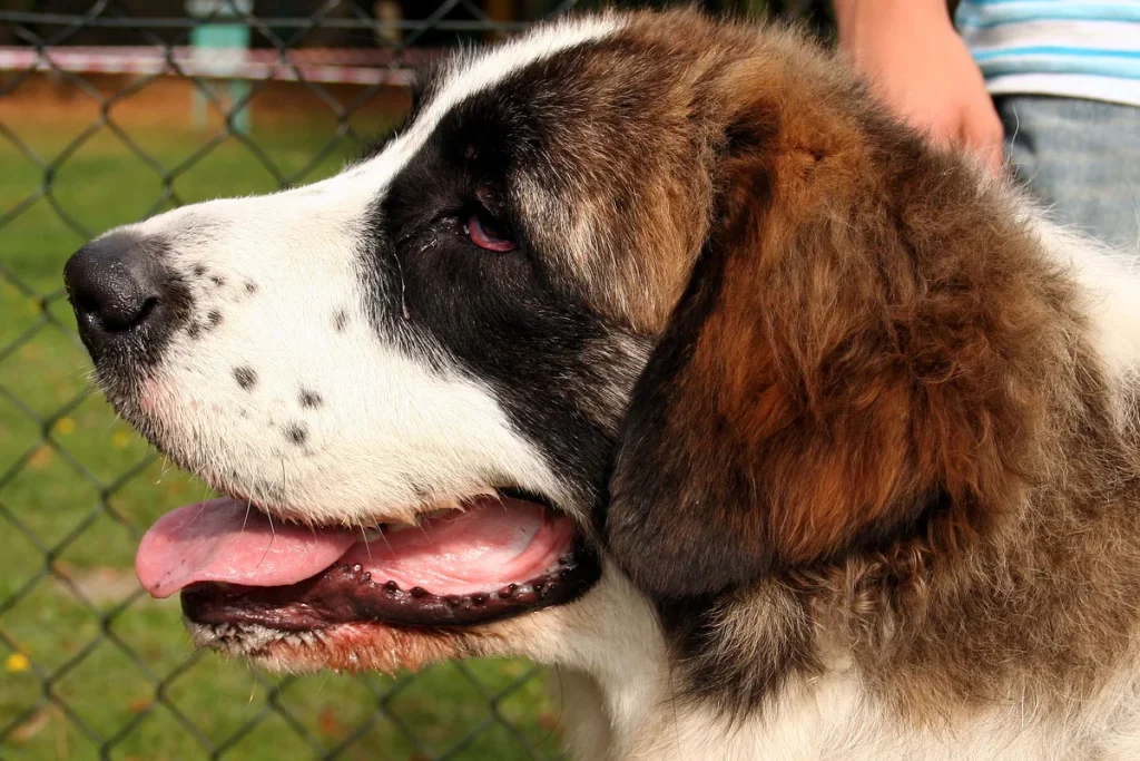 PYRENEAN MASTIFF