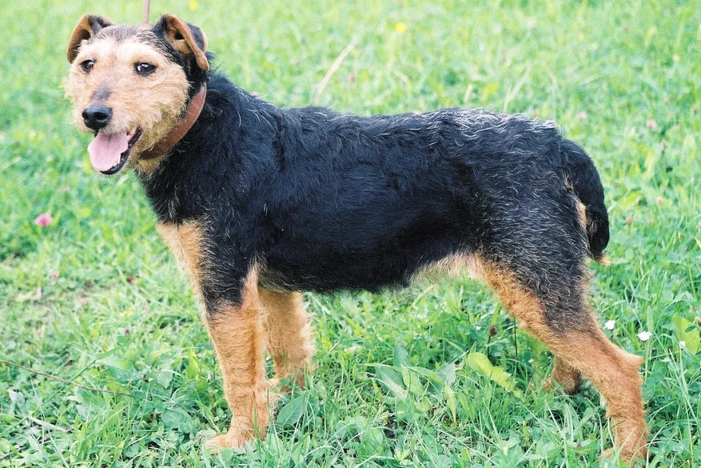 GERMAN HUNTING TERRIER