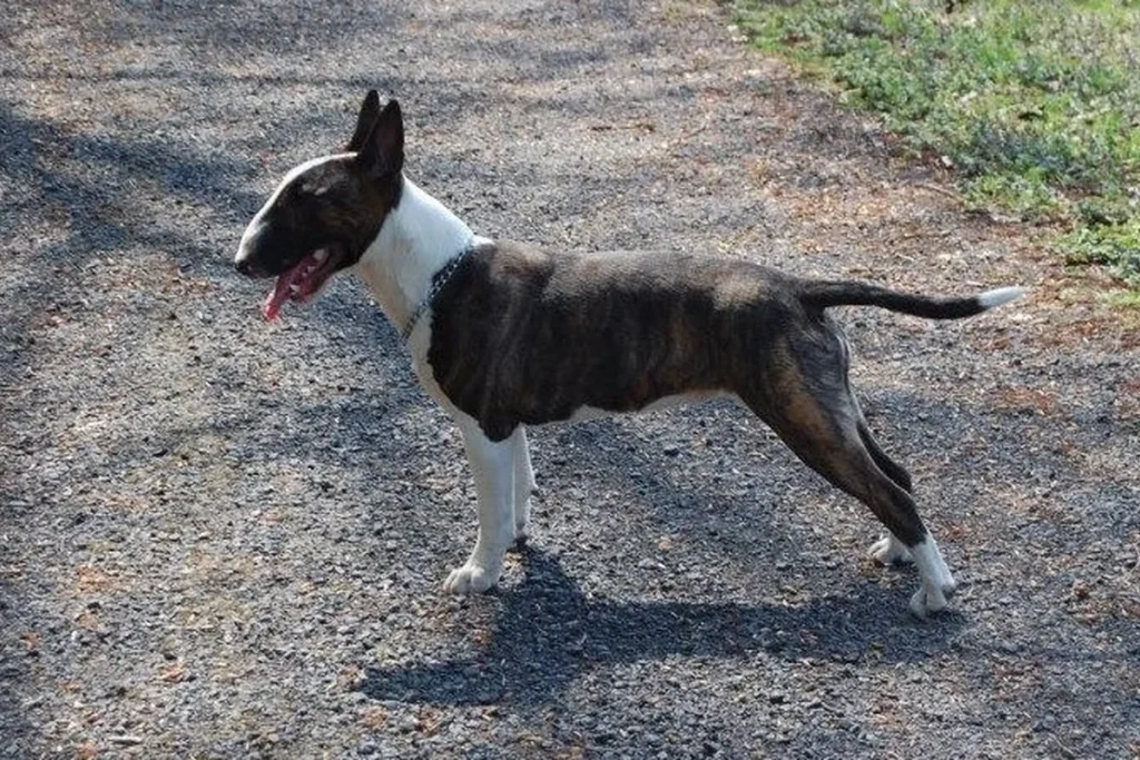 BULL TERRIER