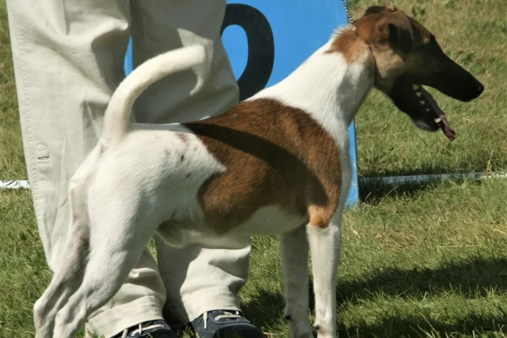 SMOOTH FOX TERRIER