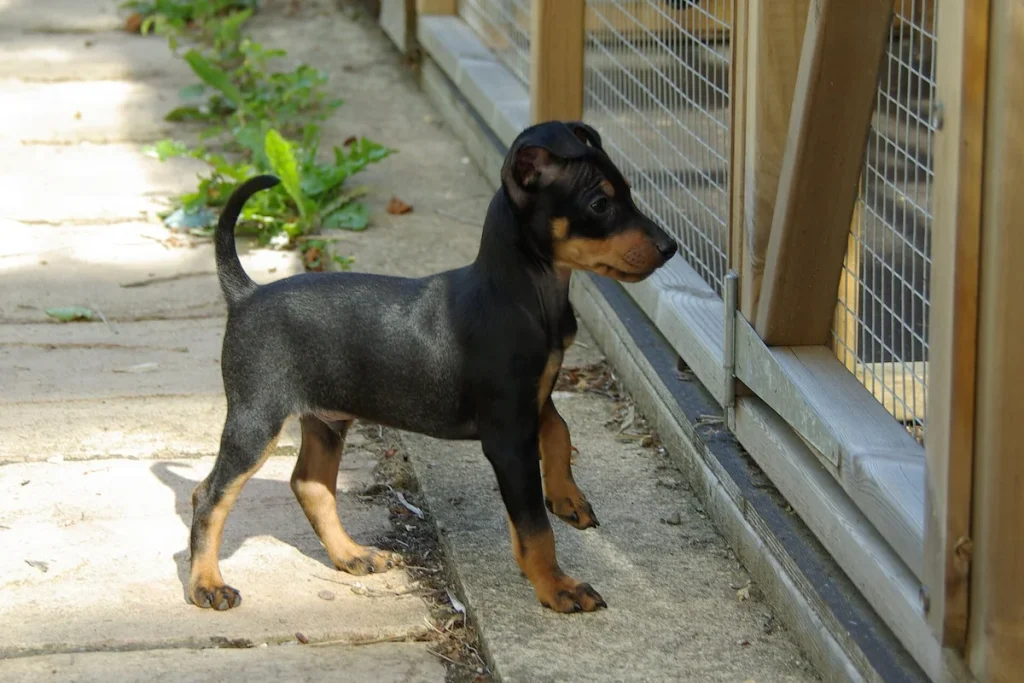 ENGLISH TOY TERRIER (ENGLISH TOY TERRIER (BLACK &TAN))