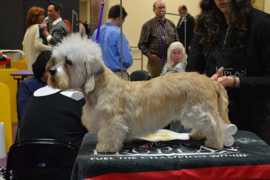 DANDIE DINMONT TERRIER