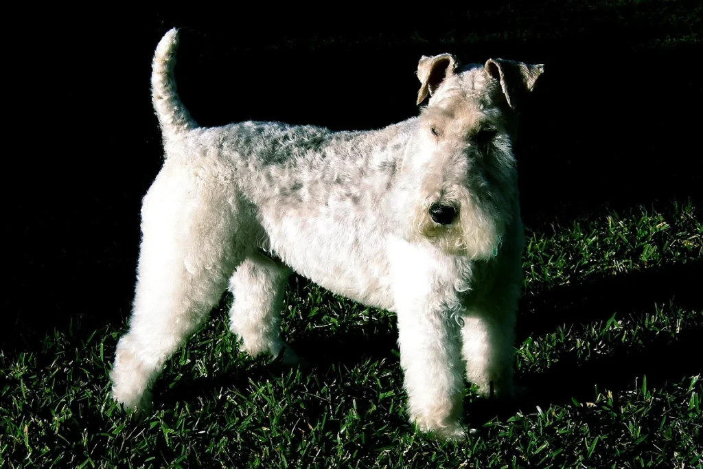 WIRE FOX TERRIER