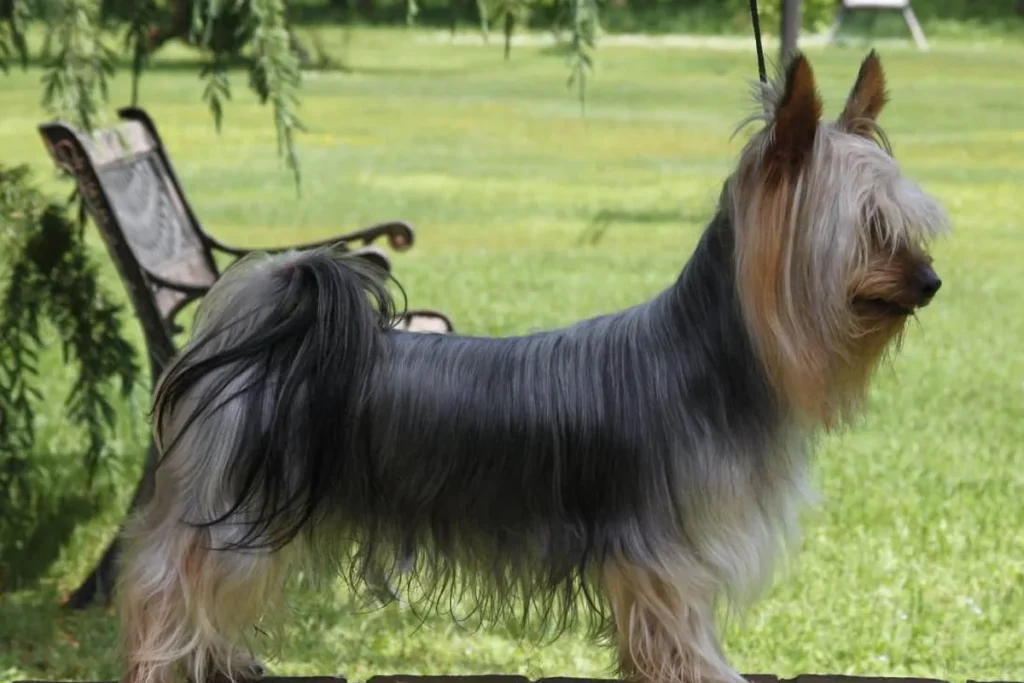 AUSTRALIAN SILKY TERRIER