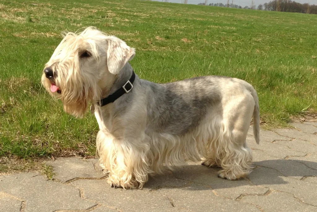 CZECH TERRIER