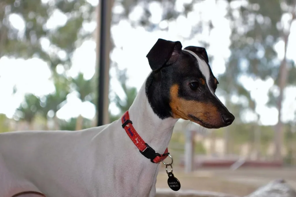 JAPANESE TERRIER