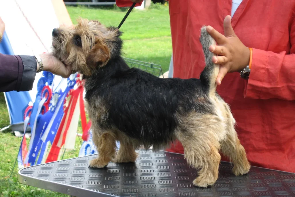 NORFOLK TERRIER