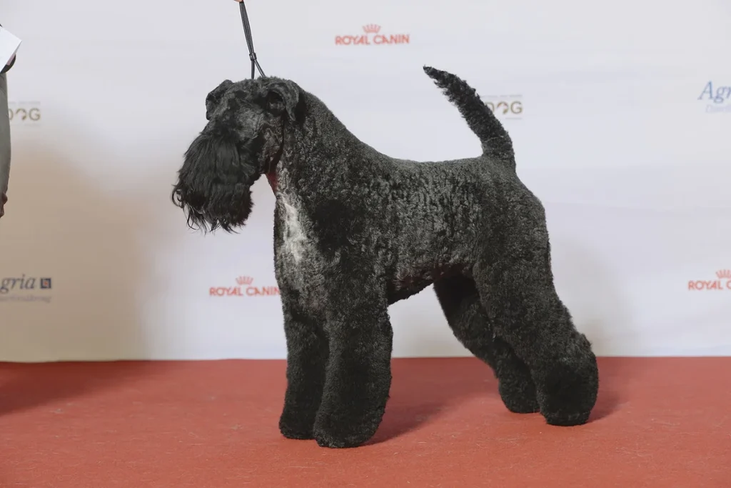 KERRY BLUE TERRIER