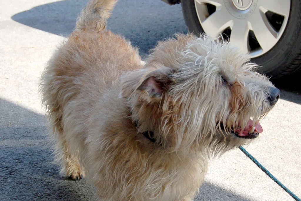 IRISH GLEN OF IMAAL TERRIER