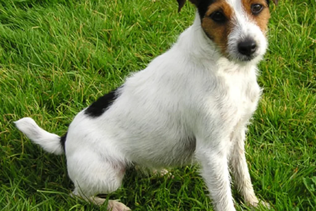 PARSON RUSSELL TERRIER