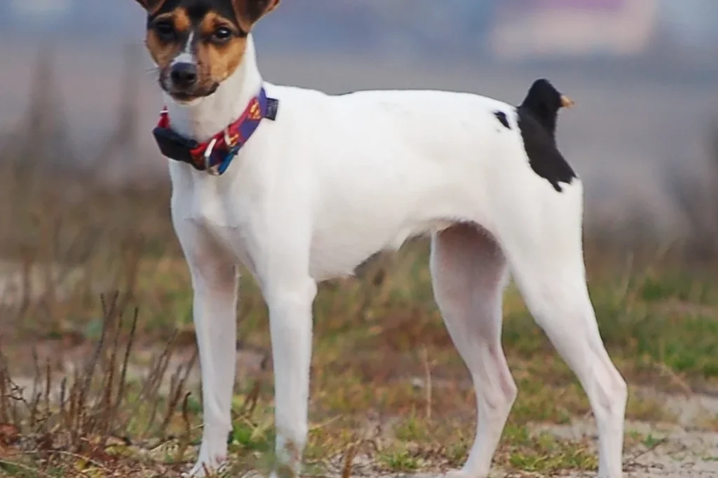 BRAZILIAN TERRIER