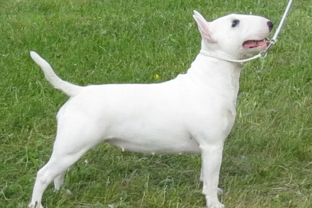 MINIATURE BULL TERRIER
