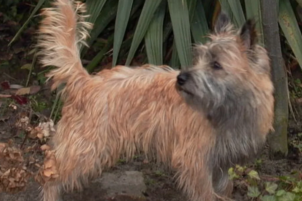 CAIRN TERRIER