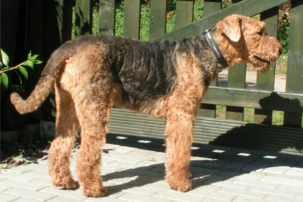 AIREDALE TERRIER
