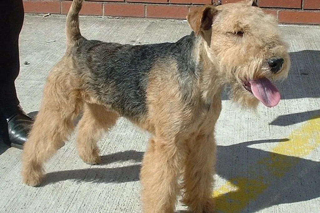 LAKELAND TERRIER