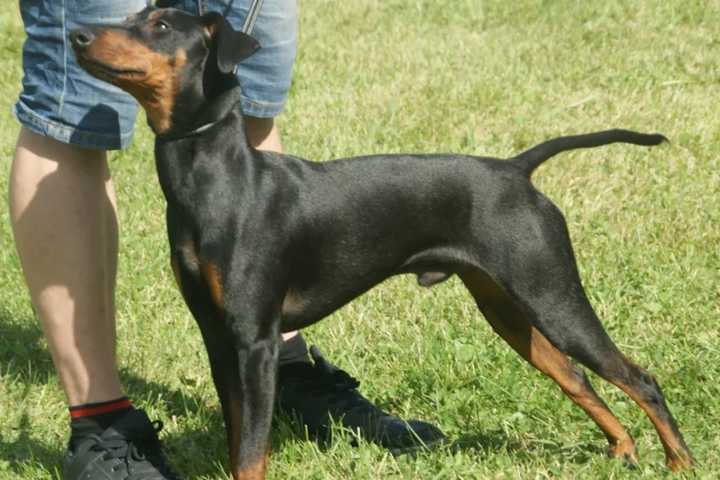 MANCHESTER TERRIER