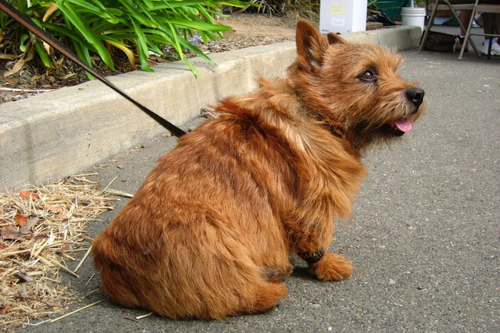 NORWICH TERRIER