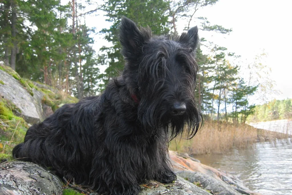 SCOTTISH TERRIER