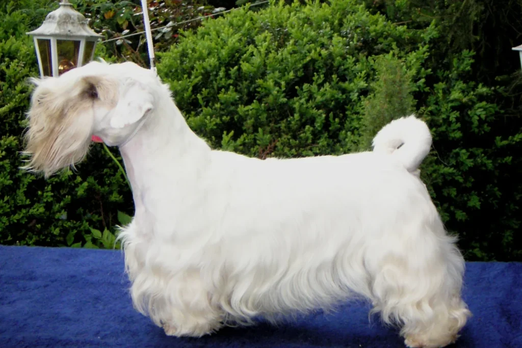 SEALYHAM TERRIER