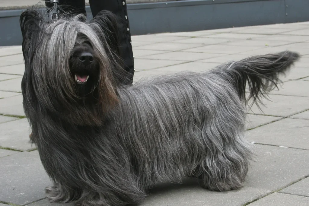 SKYE TERRIER