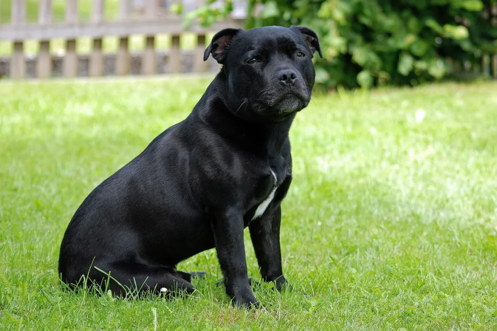 STAFFORDSHIRE BULL TERRIER