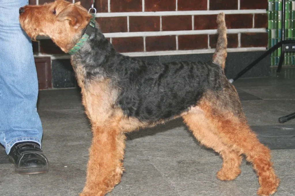 WELSH TERRIER