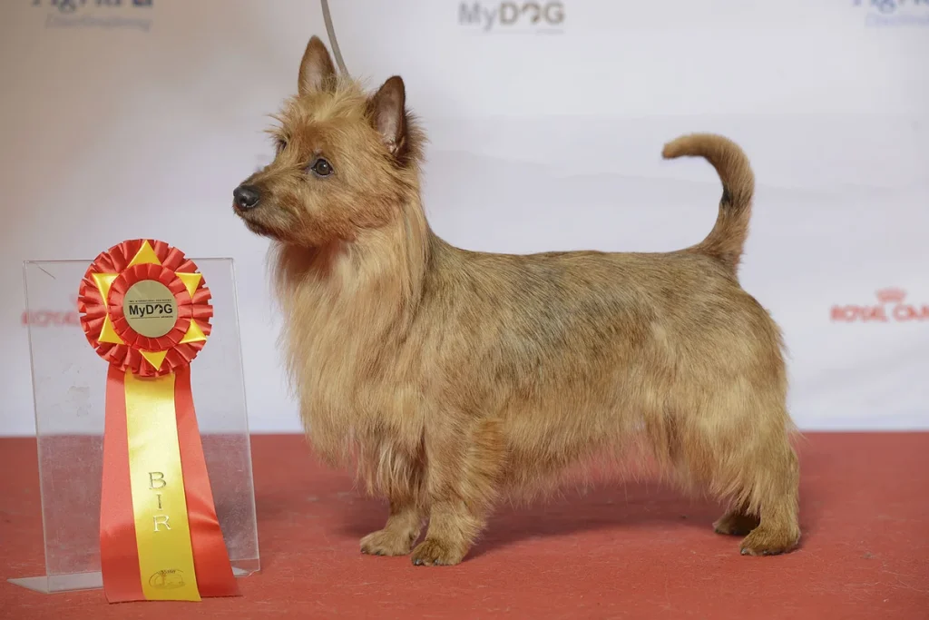 AUSTRALIAN TERRIER