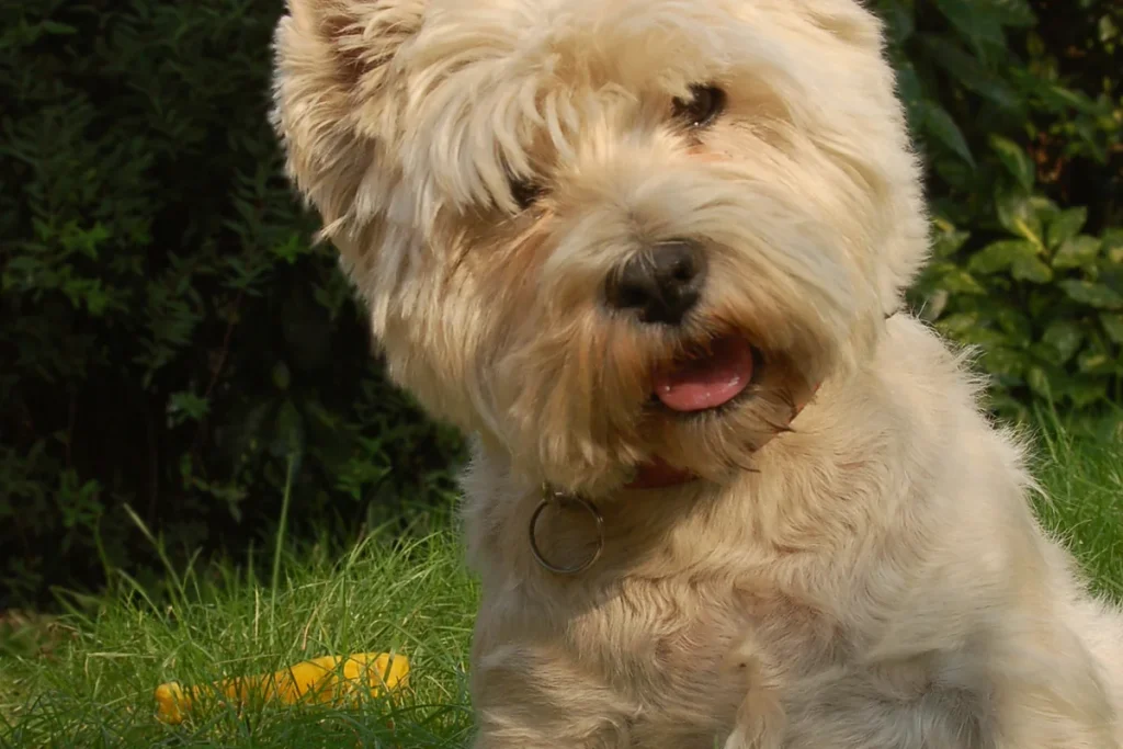WEST HIGHLAND WHITE TERRIER