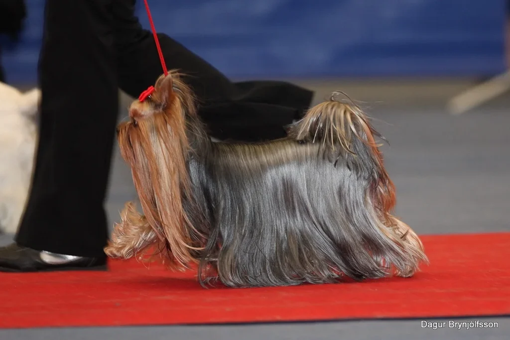 YORKSHIRE TERRIER