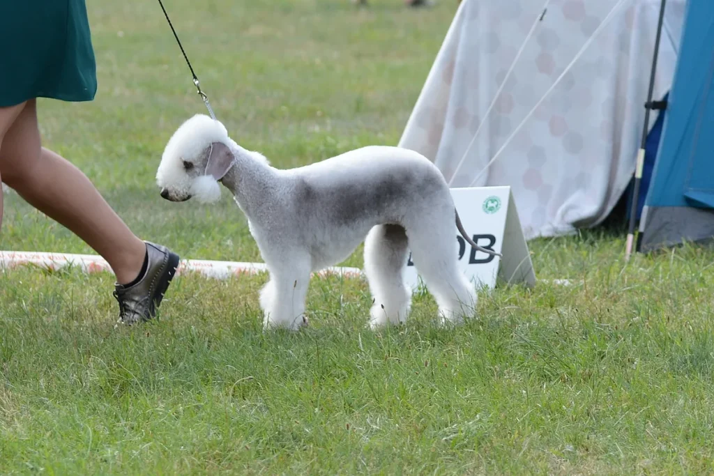 BEDLINGTON TERRIER