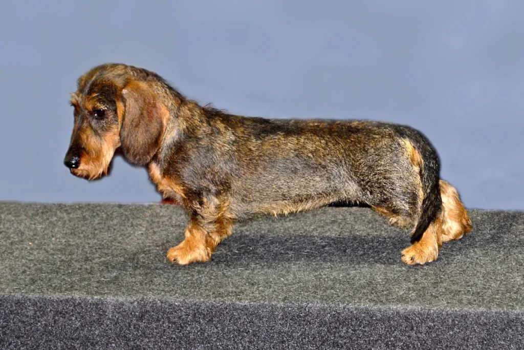 Dachshund — FCI Group 4
