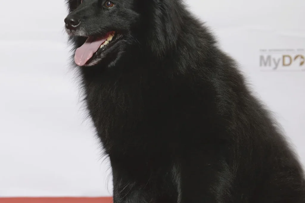 SWEDISH LAPPHUND - FCI Group 5