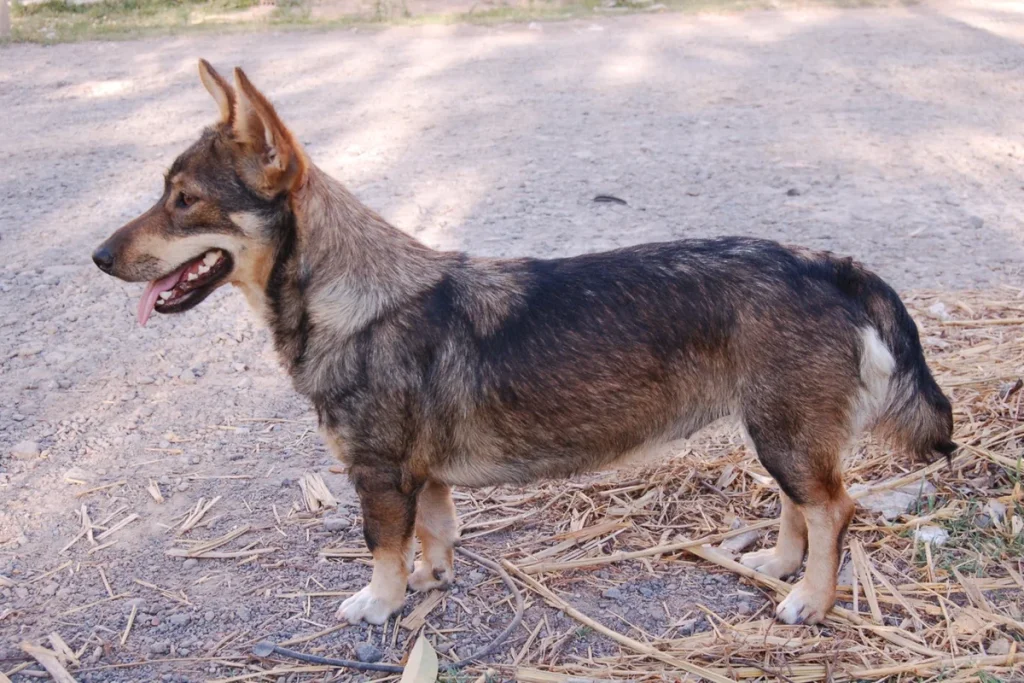 SWEDISH VALLHUND - FCI Group 5