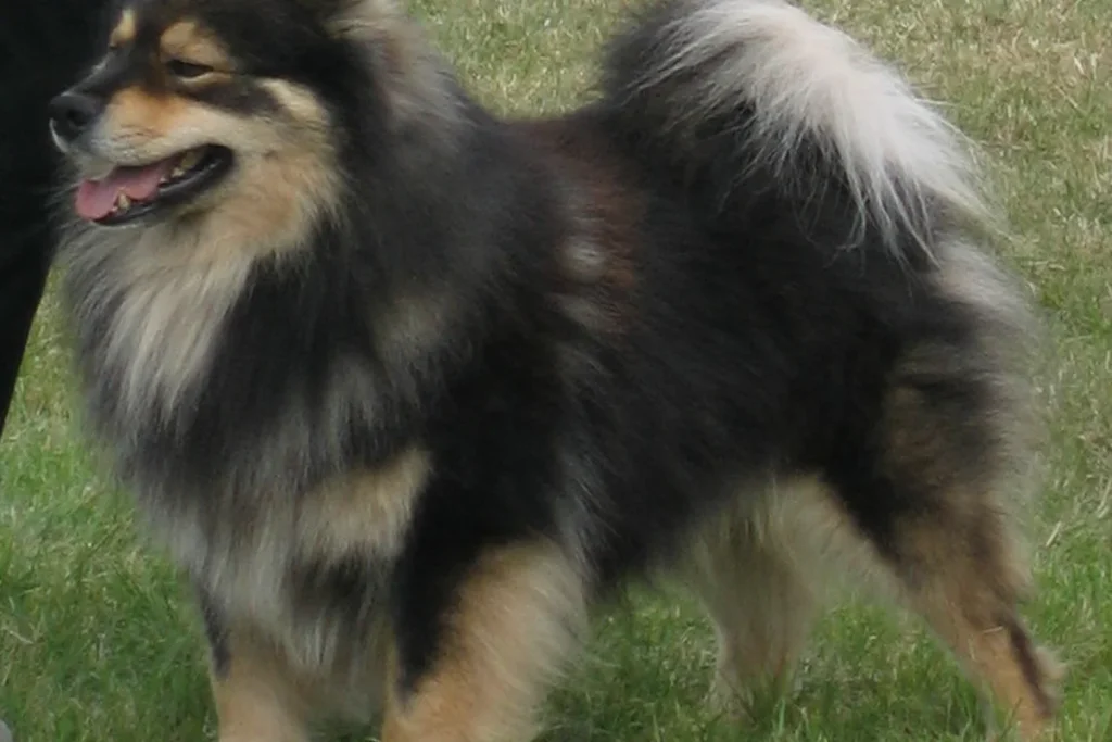 FINNISH LAPPONIAN DOG - FCI Group 5